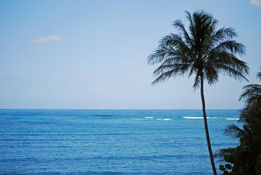 Kailua Beach and Palm Wall Mural