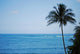 Kailua Beach and Palm Wall Mural