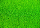 Artificial grass Wall Mural