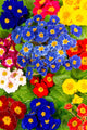 Colorful Fresh Spring Primula