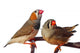 Two Zebra Finch Birds Wall Mural