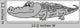 Gray Crocodile White