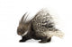 Porcupine Wall Decal