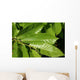 Leaves Chestnut Wall Decal