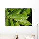 Leaves Chestnut Wall Decal