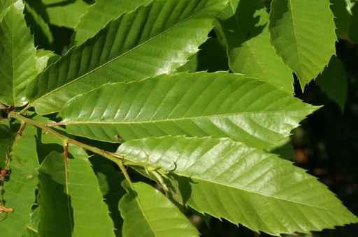 Leaves Chestnut Wall Decal