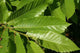 Leaves Chestnut Wall Decal