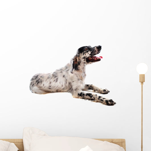 Setter Anglais Wall Decal