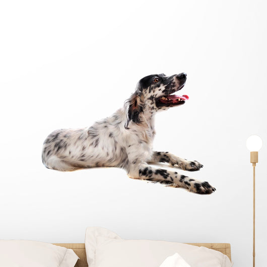 Setter Anglais Wall Decal