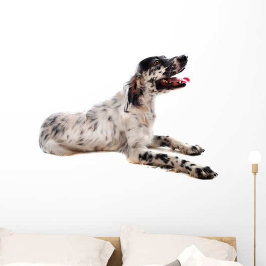 Setter Anglais Wall Decal
