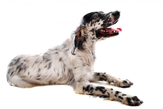 Setter Anglais Wall Decal