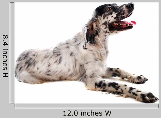 Setter Anglais Wall Decal