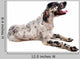 Setter Anglais Wall Decal