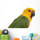 Jenday Conure Parrot White