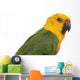 Jenday Conure Parrot White
