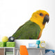 Jenday Conure Parrot White