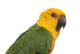 Jenday Conure Parrot White