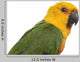 Jenday Conure Parrot White