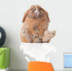 Little Bunny Sitting