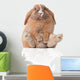 Little Bunny Sitting