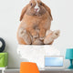 Little Bunny Sitting