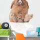 Little Bunny Sitting