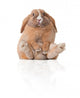 Little Bunny Sitting