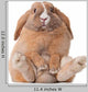 Little Bunny Sitting