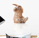 Surprised Little Bunny Sitting
