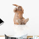 Surprised Little Bunny Sitting