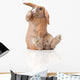 Surprised Little Bunny Sitting