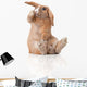 Surprised Little Bunny Sitting