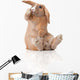 Surprised Little Bunny Sitting