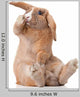 Surprised Little Bunny Sitting