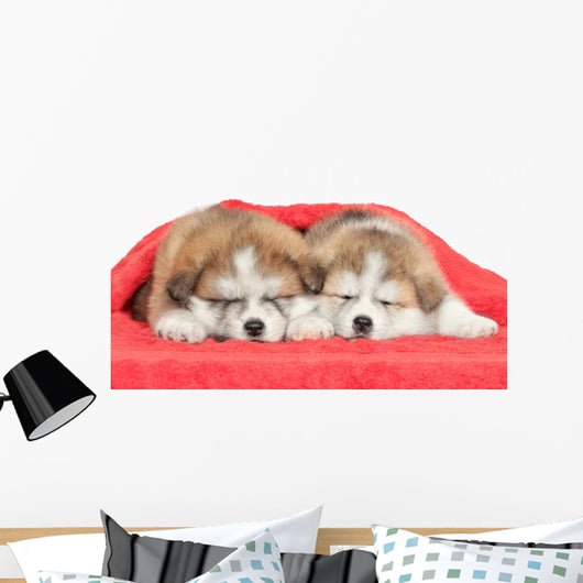 Japanese Akita Inu Puppies