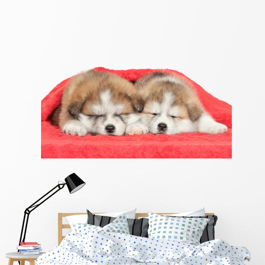 Japanese Akita Inu Puppies