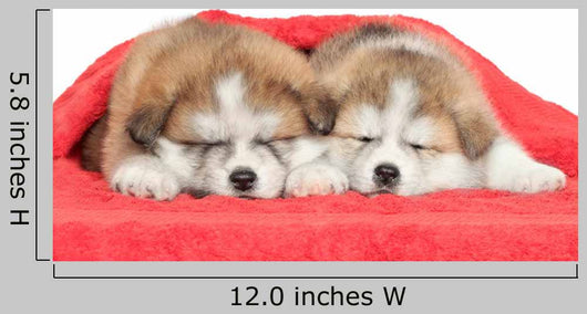 Japanese Akita Inu Puppies