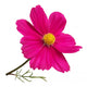 Pink Cosmos Flower