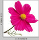Pink Cosmos Flower