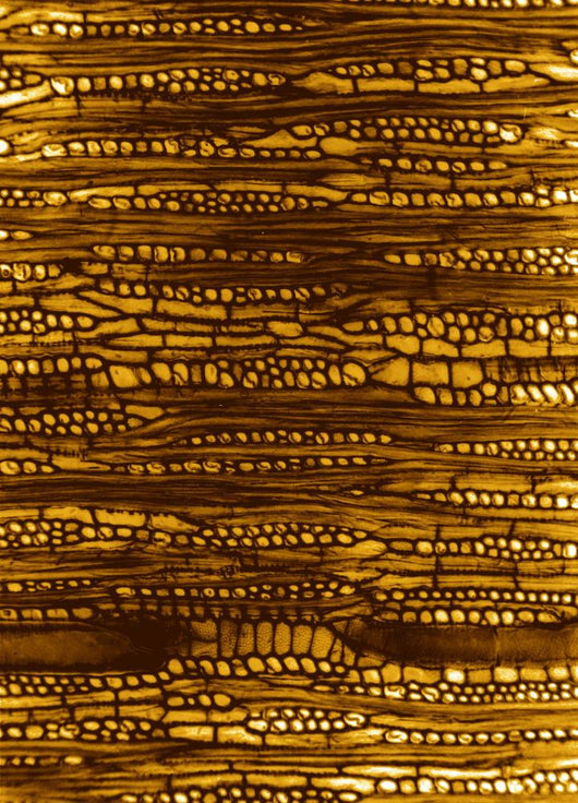 Microscopic Wood Section Sample Wall Mural