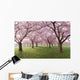 Japanese Cherry Blossoms Tree