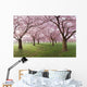Japanese Cherry Blossoms Tree
