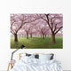 Japanese Cherry Blossoms Tree