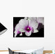 Purple and White Orchids