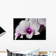 Purple and White Orchids