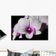 Purple and White Orchids