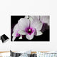 Purple and White Orchids