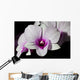 Purple and White Orchids