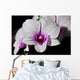 Purple and White Orchids