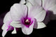 Purple and White Orchids